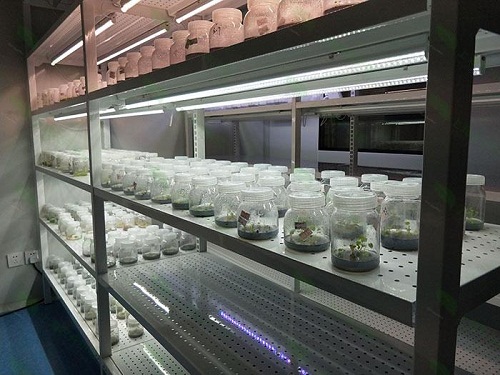 龙湖植物组织培养实验室设计建设方案
